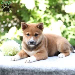 Brady, Shiba Inu Puppy